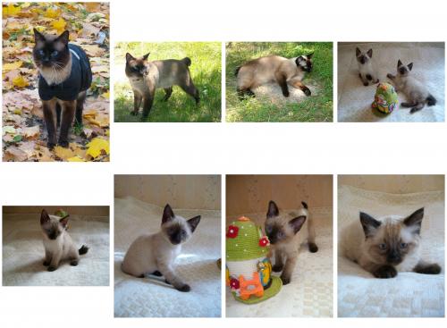 Продам котенка Меконгский бобтейл - Украина, Сумы, Шостка. Цена 3000 гривен