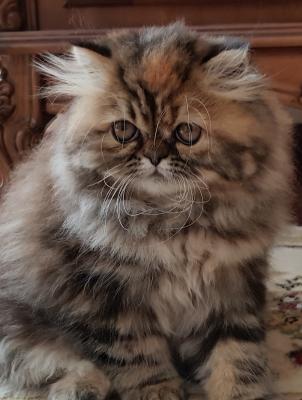 Продам котенка Персидская кошка - Украина, Киев. Цена 7000 гривен