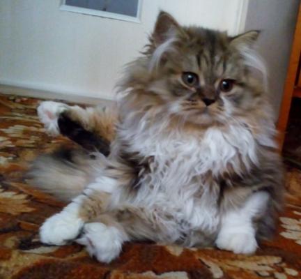 Продам котенка Скотиш страйт - Россия, Краснодар