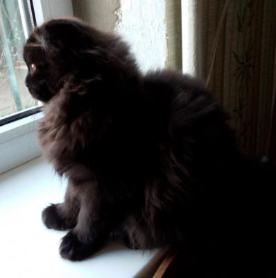 Продам котенка Скотиш фолд - Россия, Краснодар