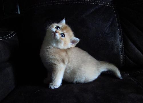 Продам котенка Британская кошка, Короткошерстная - Россия, Москва