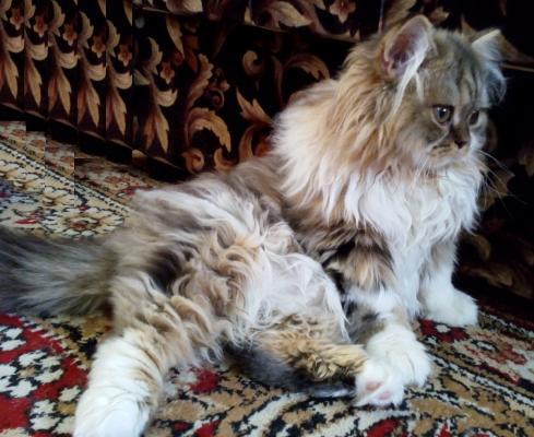 Продам котенка Шотландская вислоухая - Россия, Краснодар