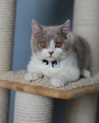 Продам котенка Британская кошка - Россия, Санкт-Петербург. Цена 25000 рублей