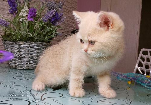 Продам котенка Британская кошка - Россия, Москва, Москва. Цена 10000 рублей