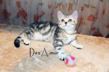 Kittens for sale scottish straight - Russia, Beirut. Price 400 $.  Cattery DezAmur - Russia, Moscow