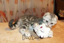 Kittens for sale scottish fold - Russia, Beirut. Price 500 $.  Cattery DezAmur - Russia, Moscow