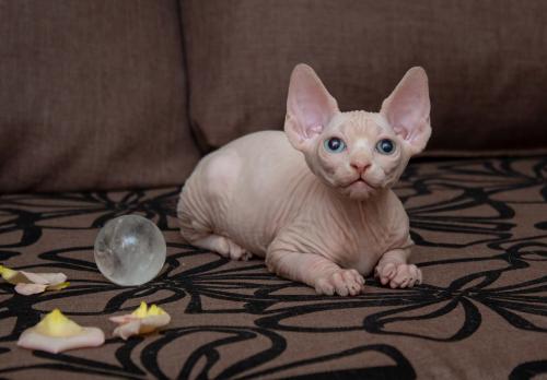 Продам котенка Канадский сфинкс - Украина, Запорожье. Цена 1000 долларов