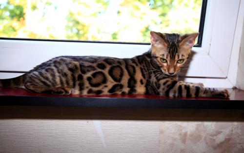 Продам котенка Бенгальская кошка - Украина, Харьков. Цена 500 долларов