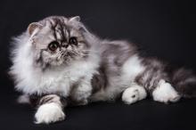 Kittens for sale persian - Ukraine, Kiev. Price 1500 $.  SHAKIRA CATTERY - Ukraine, Kiev