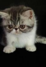 Kittens for sale persian, экзотическая короткошерстная - Ukraine, Kiev. Price 1500 $.  SHAKIRA CATTERY - Ukraine, Kiev