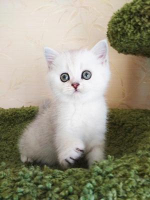 Продам котенка Скотиш страйт - Россия, Санкт-Петербург. Цена 15000 рублей