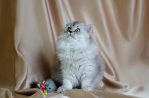 Продам котенка Скотиш страйт - Украина, Одесса. Цена 300 долларов