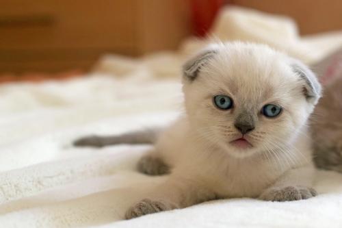 Продам котенка Скотиш фолд - Украина, Одесса. Цена 6000 гривен. Котята из питомника 