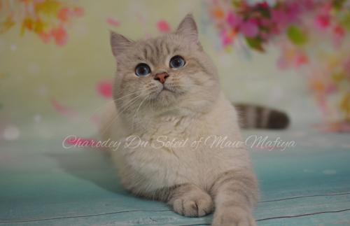Ищу кошку для вязки Британская кошка - Украина, Покровск. Цена 200 евро. Котята из питомника 