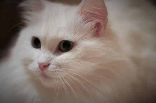 Продам котенка Ангорская кошка - Украина, Киев. Цена 500 гривен