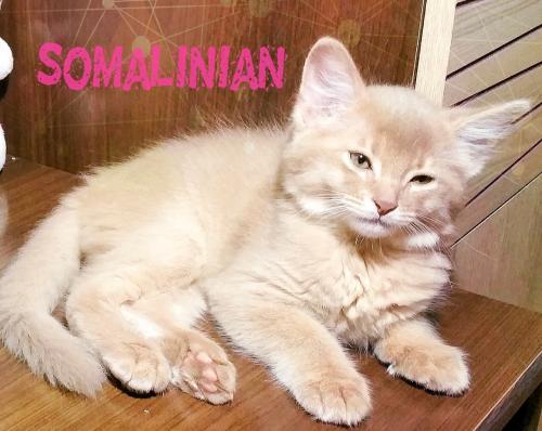Продам котенка Сомалийская - Россия, Сочи, Геленджик. Цена 40000 рублей