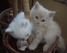Kittens for sale persian - Germany, Dortmund. Price 150 €