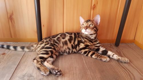 Продам котенка Бенгальская кошка - Украина, Киев. Цена 15000 гривен