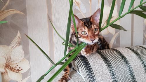 Продам котенка Бенгальская кошка - Украина, Днепропетровск. Цена 15000 гривен