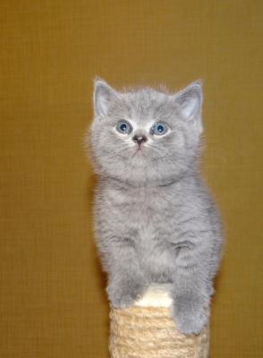 Продам котенка Британская кошка - Россия, Тольятти. Цена 5000 рублей