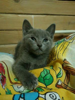 Продам котенка Русская голубая - Россия, Новосибирск. Цена 13000 рублей