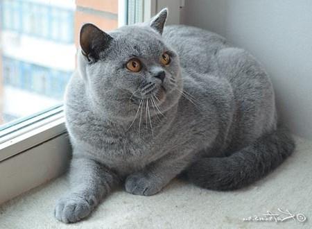 Ищу кошку для вязки Британская кошка - Россия, Краснодар. Цена 2000 рублей