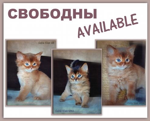 Продам котенка Сомалийская - Россия, Омск. Котята из питомника Sable Klan - Россия, Омск