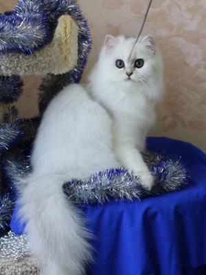 Продам котенка Британская кошка - Беларусь, Минск, Минск. Цена 430 долларов