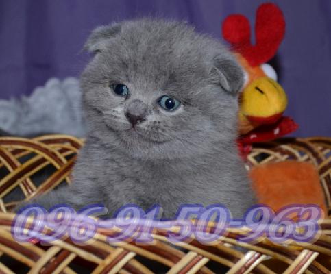 Продам котенка Скотиш фолд - Украина, Хмельницкий