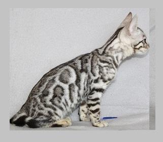 Продам котенка Бенгальская кошка - Россия, Белгород. Цена 10000 рублей