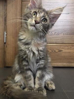 Продам котенка Мейн-кун - Украина, Запорожье. Цена 5000 гривен