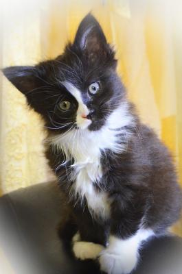 Продам котенка Мейн-кун - Украина, Винница. Цена 3500 гривен