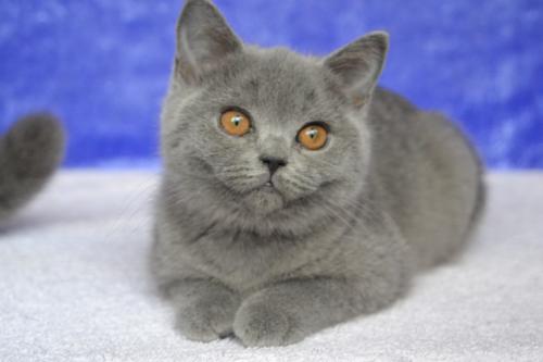 Продам котенка Британская кошка - Украина, Одесса. Цена 500 долларов