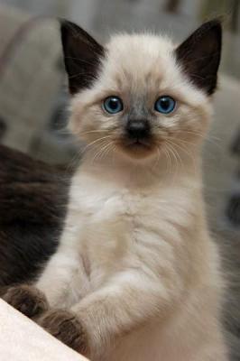 Продам котенка Сиамская кошка - Украина, Одесса. Цена 1700 гривен