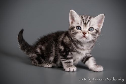 Продам котенка Американская короткошерстная - Украина, Киев. Цена 800 евро. Котята из питомника 