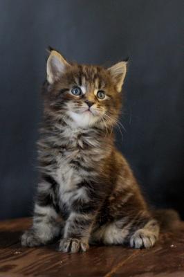 Продам котенка Мейн-кун - Россия, Красноярск. Цена 30000 рублей