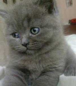 Продам котенка Скотиш страйт - Украина, Одесса. Цена 1500 гривен