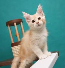 Kittens for sale maine coon - Spain, Madrid. Price 200 €