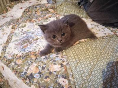 Продам котенка Британская кошка - Россия, Домодедово. Цена 1000 рублей