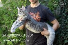 Kittens for sale maine coon, male a23 - Ukraine, Kiev.  Fire Stone - Ukraine, Kiev