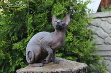 Продам котенка canadian sphynx, boy - Ukraine, Kiev. Котята из питомника Fire Stone - Ukraine, Kiev