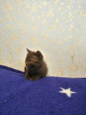 Продам котенка Британская кошка - Россия, Бологое. Цена 3 000 рублей
