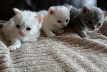 Kittens for sale munchkin - Cyprus, Larnaca