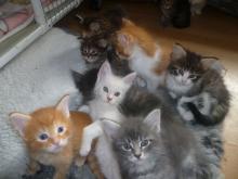 Kittens for sale maine coon - Cyprus, Larnaca