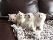 Kittens for sale birman - Cyprus, Larnaca