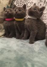 Kittens for sale russian blue - Cyprus, Larnaca