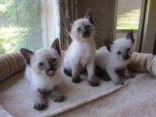 Kittens for sale siamese - Cyprus, Larnaca
