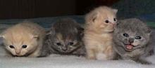 Kittens for sale british shorthair - Cyprus, Larnaca