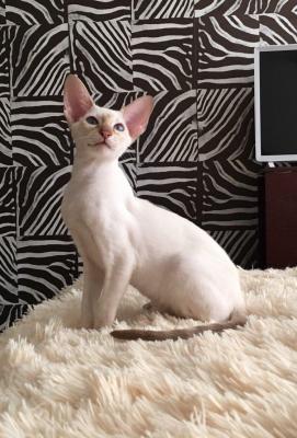 Продам котенка Ориентальная кошка, Сиамо  - Украина, Одесса. Цена 550 евро