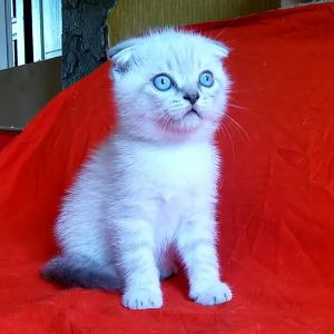 Продам котенка Скотиш фолд - Россия, Москва. Цена 25000 рублей